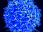 Aspirin, other antiplatelet drugs boost T-cell therapy in mice with melanoma | FierceBiotech